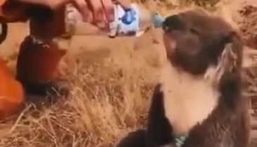 Koala, kendisine uzatılan şişeden su içerken boğularak öldü