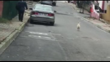 Horoz postacıdan intikamını aldı