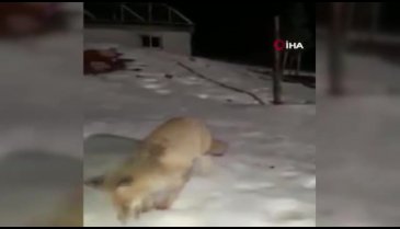 Aç kalan tilki mermer ocağına geldi