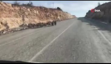 Domuz sürüsü böyle görüntülendi