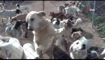 Bursa'da sahipsiz köpek bırakmadı