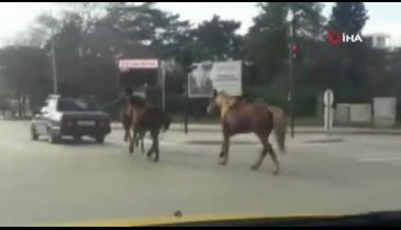 Bursa'da otomobile bağladığı atları asfaltta metrelerce koşturdu