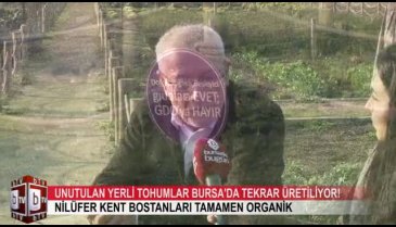 Unutulan yerli tohumlar Bursa'da tekrar üretiliyor! (ÖZEL HABER)