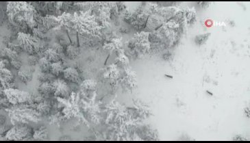Doğa fotoğrafçıları karla kaplı ormanda drone ile geyikleri böyle görüntülediler