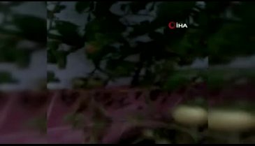 Bursa'da evinin önüne ektiği domatesten Ocak ayına kadar ürün topladı