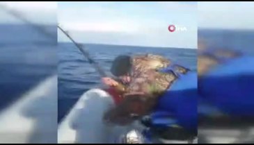 Dev orkinos amatör balıkçıları 8 saat sürükledi