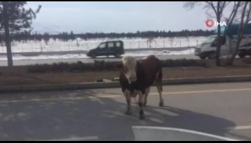 Kızgın boğa trafiği birbirine kattı