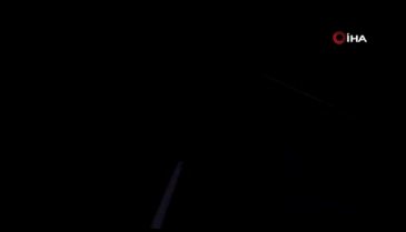 Nesli tükenmekte olan kaplana araba çarptı
