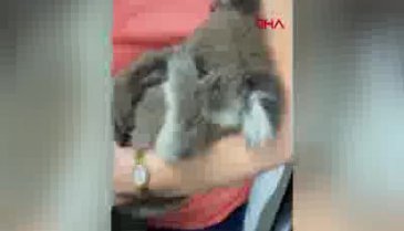 Öksüz koala, oyuncak ayıyı annesi zannetti