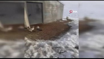 Tavuklarını yemek isteyen tilkiyle sohbet etti