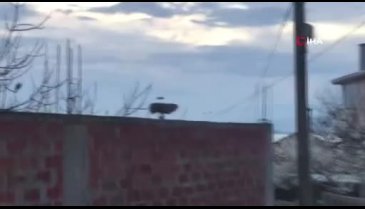 Yaren Leylek Bursa'daki yuvasına ulaştı
