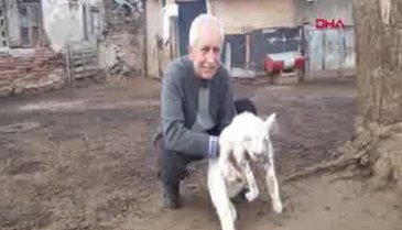 Beş ayaklı oğlağı sahibi elleriyle besliyor