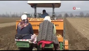 Bursa'da patates ekimi başladı! "450 ile 500 dekar alanda ekim yapacağız"