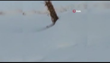 Yüksekova'da beyaz gelincik görüntülendi
