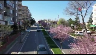 Bursa'da erik ve bademler çiçeklendi!