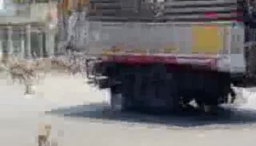 Maymunlar sokakları istila etti