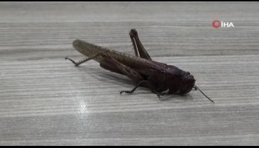 İran'ı istila eden çekirge Türkiye'de görüldü!