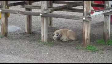 Bursa'da başıboş köpekler yaşlı adama saldırdı, hastanelik etti