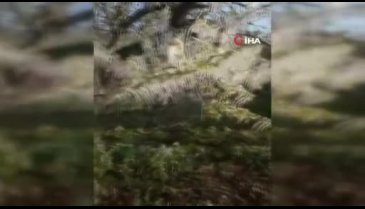 Marmara'nın tarım ambarı Bursa İznik'i don vurdu