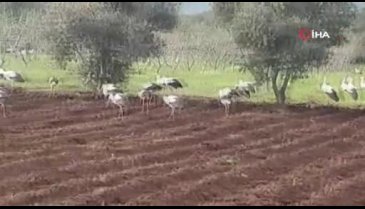 Bursa'da leylekler tarlayı istila etti
