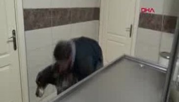 Bursalı veteriner: 'Hayvandan insana, insandan hayvana koronavirüs geçmez'