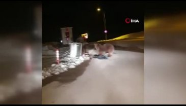 Bursa Uludağ ayılara kaldı