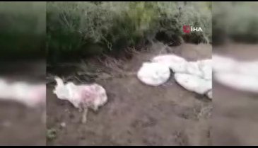 Bursa'da araziye 400 tavuk ölüsü atan çiftlik sahibine 88 bin lira ceza