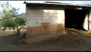 Bursa'da ana kuzuları böyle görüntülendi