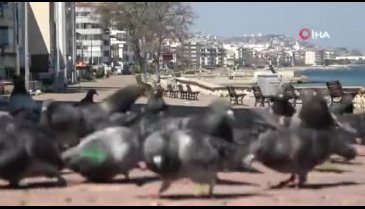 Bursalı Hasan Amca, penceresine konan güvercinleri besledi