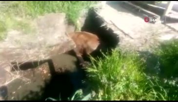 Bursa'da inek su kuyusuna düştü