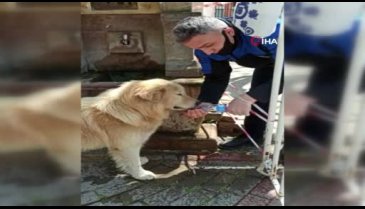 Bursa'da zabıta, sokaktaki köpeğe eliyle su içirdi