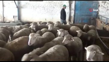 Bursa'da küçükbaş hayvan üreticileri devletten yardım bekliyor