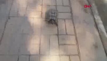 Kaplumbağa, işçilerin maskotu oldu