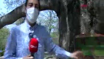 Bursa'nın 6 asırlık çınarın çevresi korona nedeniyle boş kaldı