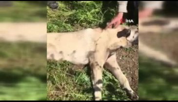 Bursa'da sahibi tarafından vurulan köpeği hayvanseverler kurtardı