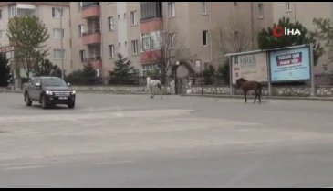 Bursa'da cadde ve sokaklar hayvanlara kaldı