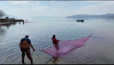 Bursa İznik'te gümüş balığı bereketi