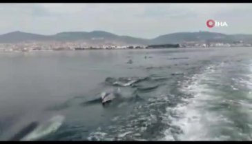 Sevimli yunuslar deniz yüzeyi temizleme aracıyla yarıştı