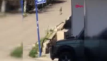 Çubuk'ta ilçe merkezine inen karaca görüntülendi