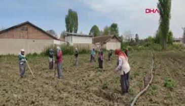 Bursa'da tarım işçilerinin Ramazan ve koronavirüs günlerinde zorlu mücadelesi