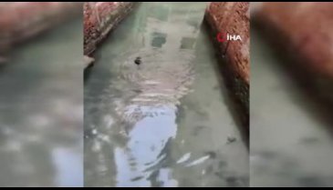 İtalya'nın su kanallarına hayvanlar geri döndü