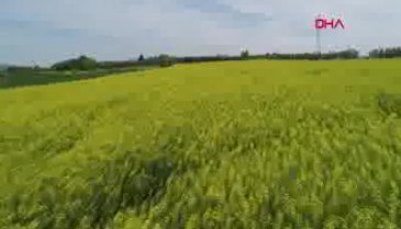 Bursa'da kanola tarlaları, doğal fotoğraf stüdyosu oldu