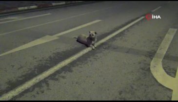 Bursa'da polis memuruyla köpeğin gülümseten görüntüleri