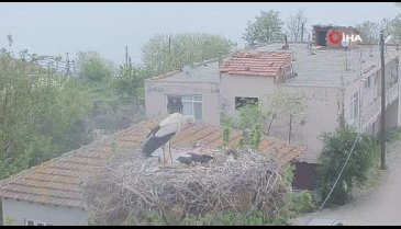 Bursa'da Yaren leylekten güzel haber