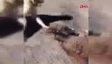 Çoban köpeklerini eşek yavrusuna saldırttı