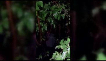 Bursa'da kumar oynarken basıldı karanlıkta saklanmak için ağaca çıktı