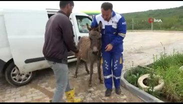 Köpeklere parçalatılan eşek Bursa'da yeni yuvasına yerleşti