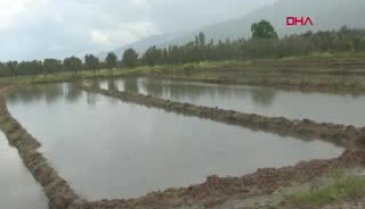 Bursa'da çeltik üreticisinin zorlu mesaisi başladı