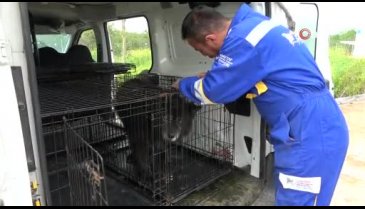 Bursalı genç sokak hayvanları için çiftlik kurdu, 500 köpeği besleyip sahiplendiriyor