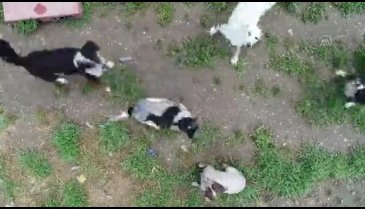 Bursa'da sokak hayvanlarına "anne şevkati" ile bakıyorlar